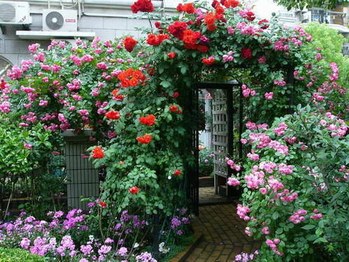  养护|月季花生命力顽强，月季花如何养护才能开更多的花？