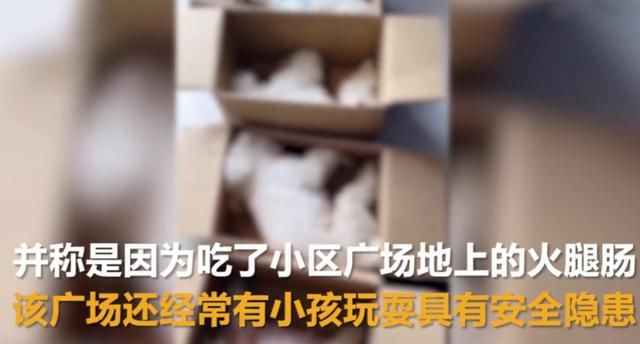  监控|5只宠物狗在小区被毒死，物业：监控刚好全坏了，不知道是谁投毒