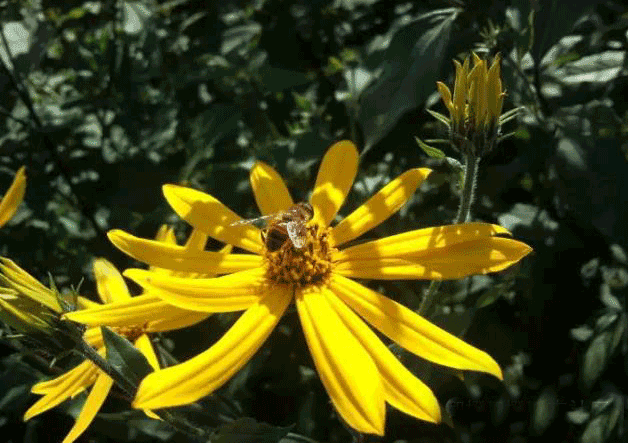 生姜|记忆中的崇明美味——地生姜