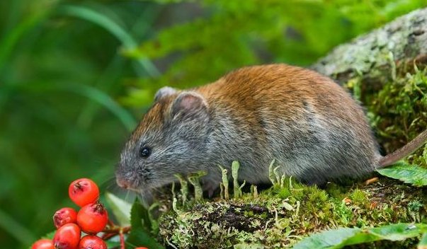  杀死老鼠|农村的老鼠太多，教你4个灭鼠绝招，不用药来一窝死一窝！