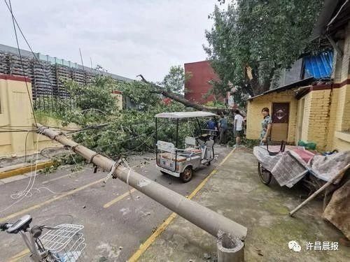  断落|祸从天降！直径30厘米的枝干突然断落，她奋力推开两名幼童