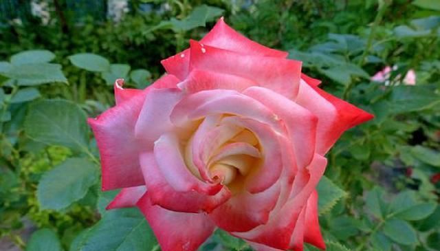 短语|值得品读的人生感悟短语，句句引人深思，值得品读