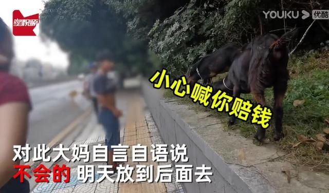 绿化带|大妈闹市放羊啃食绿化带,路人提醒反被驳“反正草都要被割”