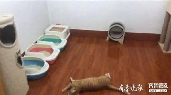  些流浪猫|好心业主给流浪猫安家，凌晨竟有三人骑摩托进小区逮猫