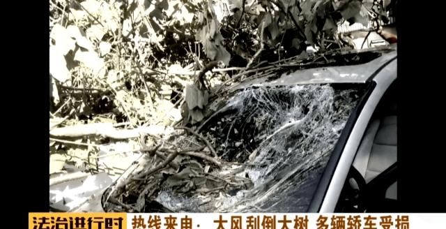  轿车|北京：小区突然刮大风，大树砸坏5辆轿车