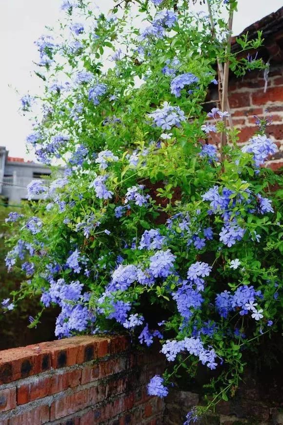  开花植物|养护“花期”的植物，有3件事情不要做，不然花苞嗖嗖落