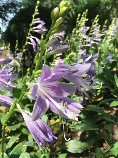  开花|玉簪终于成片开花，楼下来了只漂亮的小花猫