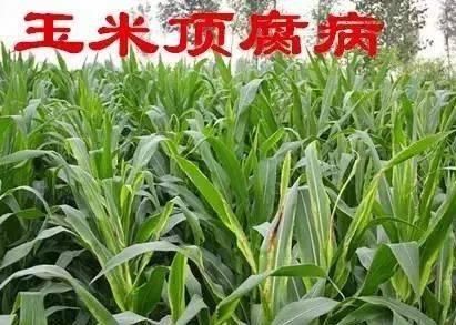  顶腐病|玉米顶腐病，别和药害搞混了！怎么区别？