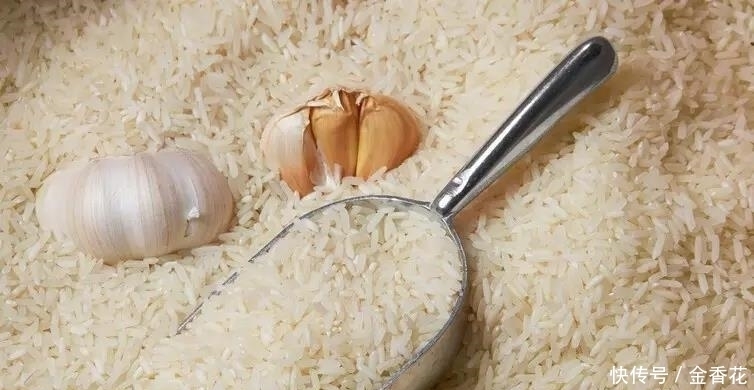 米象|米放久了会有虫子,那么问题来了,那些虫子都是哪里来的呢