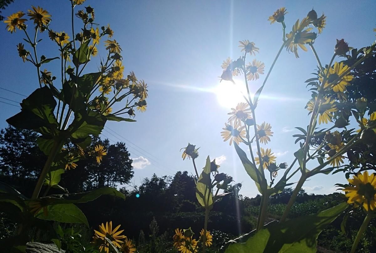 做好|2020三伏天“拍了拍”新会陈皮,柑六叔提醒你做好养生准备