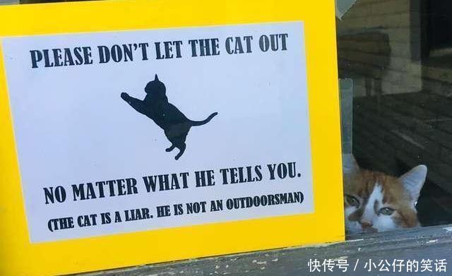 怒贴|猫咪太胖偷跑被发现,趴窗边卖萌求开门,主人怒贴告示:别被骗了
