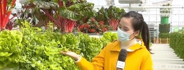 央视|快看,无土栽培上央视了