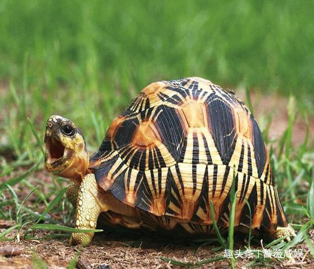  龙生九子|龙生九子，为什么它们长得不一样，它们的母亲都是谁