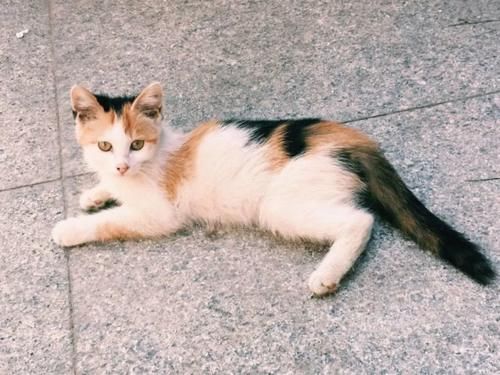  开花|玉簪终于成片开花，楼下来了只漂亮的小花猫