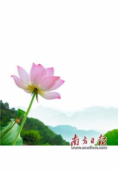  荷花|映日荷花别样红 夏日炎炎送清凉