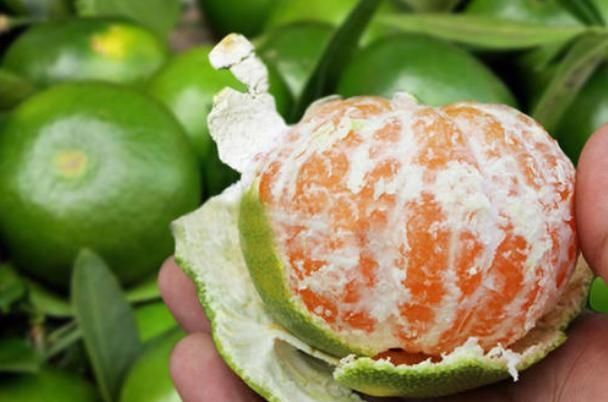 绿皮橘子|秋天到了,买橘子记得挑母的,大妈教我4招小技巧,一挑一个准