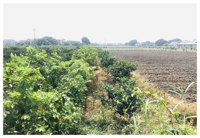 当地|陈皮之乡品美食,深扒当地农家乐特色菜肴,味道超.