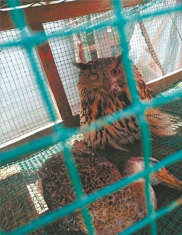  猫头鹰|“大猫头鹰”咬死家禽还“挤眉弄眼”