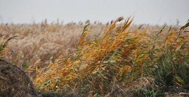  造纸|世界最大芦苇荡在中国，面积长度超百公里，可造纸可观赏