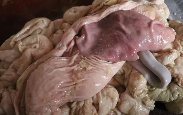 方法|炒的猪肚又老又硬，老是咬不动，教你一个方法，吃起来不费劲