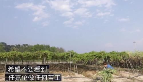  观众|《向往4》迎来特殊来信，林奶奶直指不想任嘉伦干苦活，可以留给魏大勋干