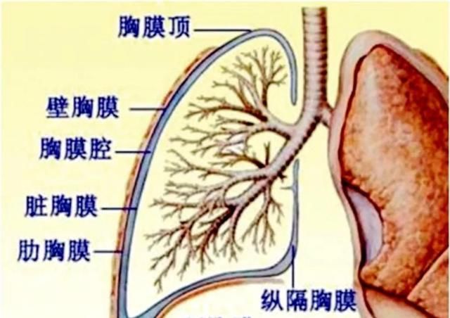  抽水|癌症病人的胸腔积液从哪里来？该怎么检查呢？能不能抽水？