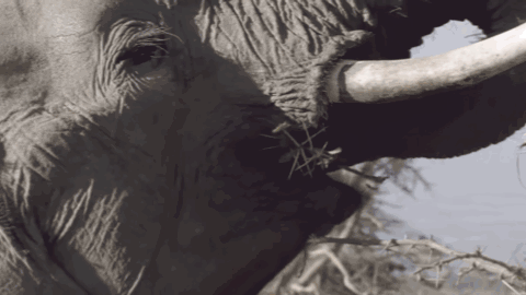  女王|为了躲避猎杀和寻找水源，女王带着族群，开启了逃亡之旅