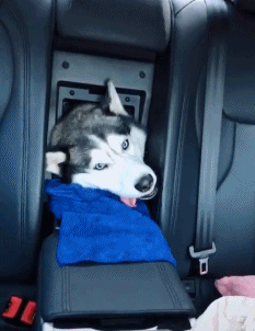 后备箱|搞笑GIF:铲屎的,告诉你,赶紧把我放了,否则我拆了你的后备箱