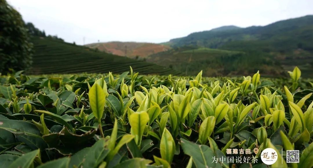 茶香|古田红茶：百年历史 茶香再次飘扬