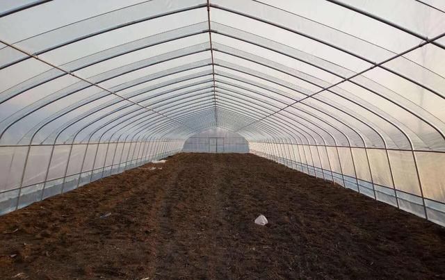  病害|想要温室大棚的秋葵获得高产，2种常见病害的防治是关键