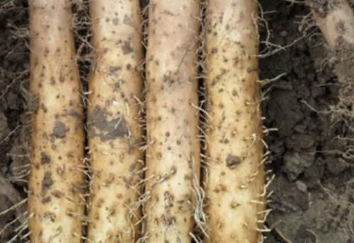 技巧|买山药不会挑选怎么办? 老农分享技巧: 牢记4点, 买到的新鲜好吃