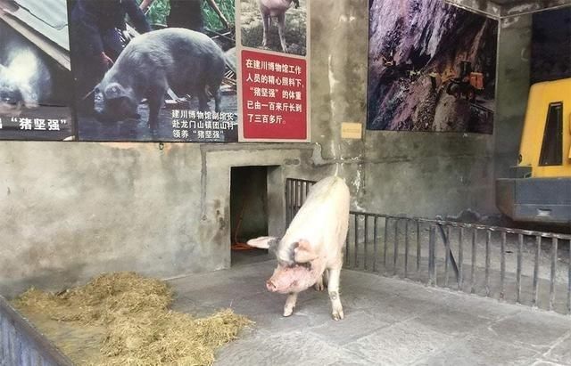 地震|12年前汶川大地震，突出重围幸存的“猪坚强”，如今怎么样了