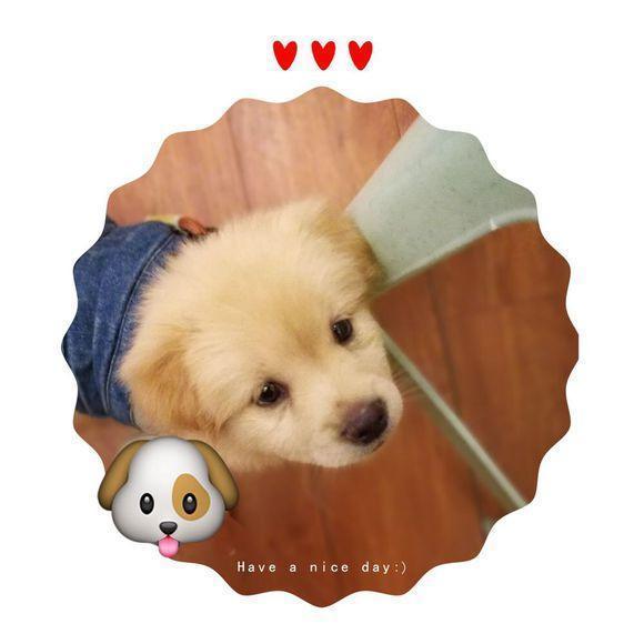  看起来|停车场流浪狗抱着女孩的腿不松开，把它抱回家后小家伙重获新生