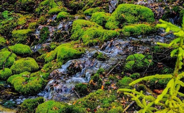  镜头|九寨沟名扬四海，但不适合走马观花，请跟随镜头仔细看看