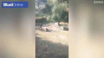  男子|印度55岁男子上班途中遭黑熊＂熊抱＂被严重抓伤 幸得路人相救