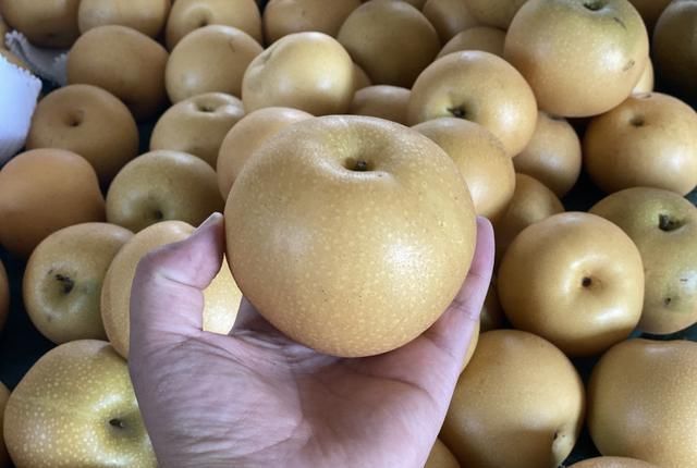 牢记|立秋后买梨,挑大的还是小的?老果农:牢记3招,到手的梨脆又甜