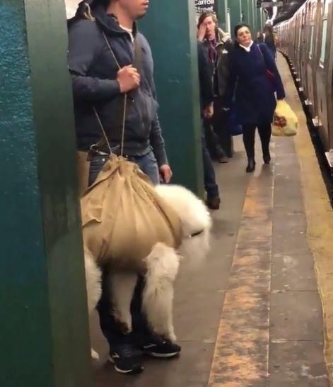  乘坐|美国人怎么喜欢带着宠物猫狗乘坐地铁？爱猫狗人士慎点