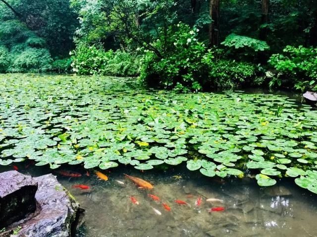  宝石山|0.5个亭子长啥样？这个夏天，西湖边这些地方不去会遗憾！