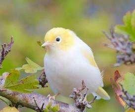  长生不老|《山海经》一本被神话耽误了的食谱