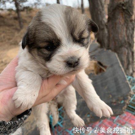  感动|流浪狗蹲在她面前直勾勾的望着，女孩喂它点吃的后接下来感动坏了