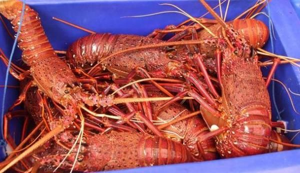  人才|广东人才是真的会吃龙虾，越贵的龙虾，做法越讲究