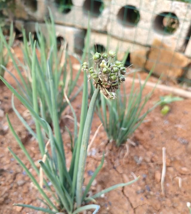  季节|农村种植小葱无需留种耕种，一次种植长期享用