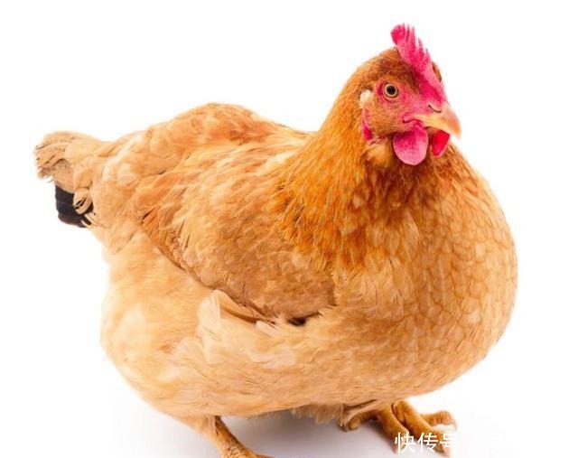 易学|盐焗鸡最好吃的做法,原汁原味营养美味,方法简单易学