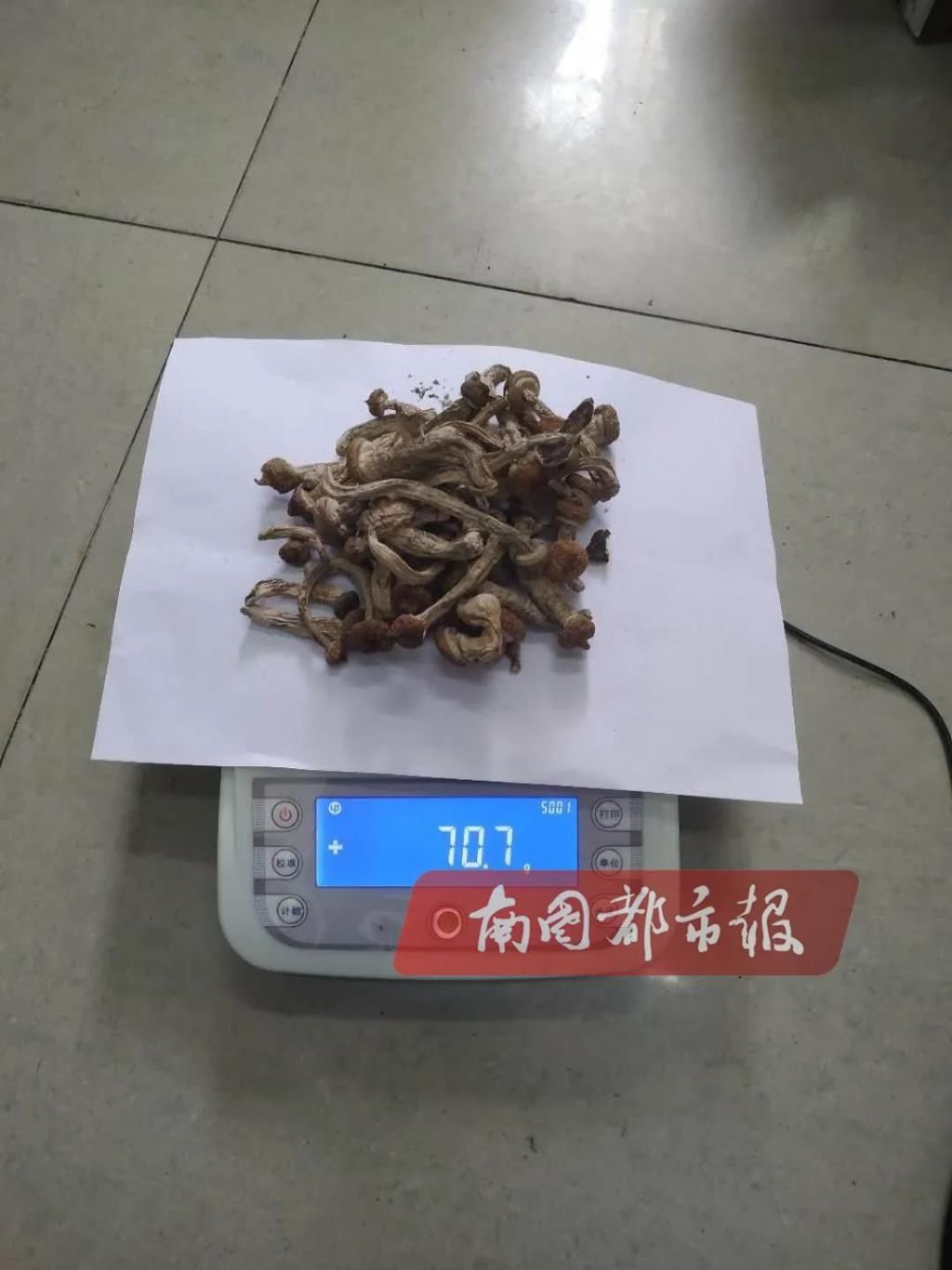  小心|茶树菇煲汤？小心了！这种“茶树菇”有毒，千万别碰