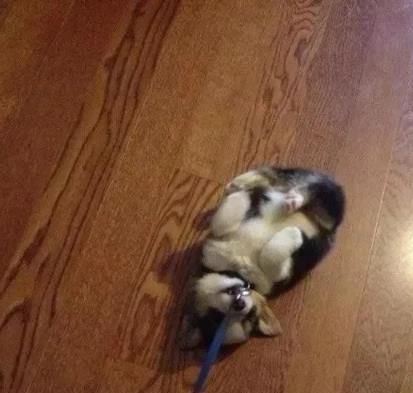 懒到|不想走了!废柴瘫软一地懒到回不了家,网笑:是放假的我