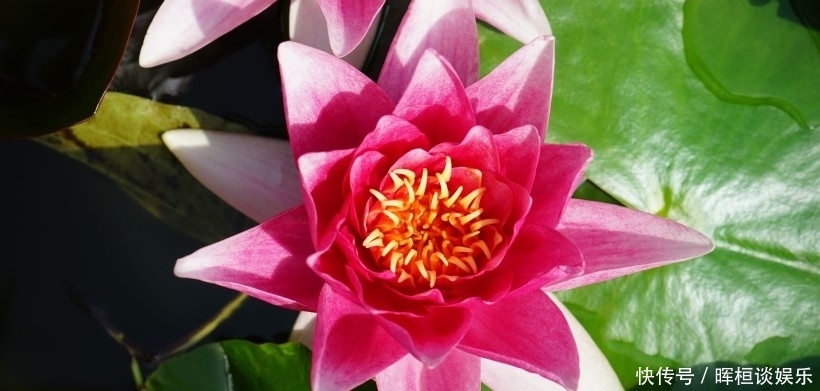 大吉大利|8月开始钱财无忧，事业大展宏图，日子大吉大利的四大生肖