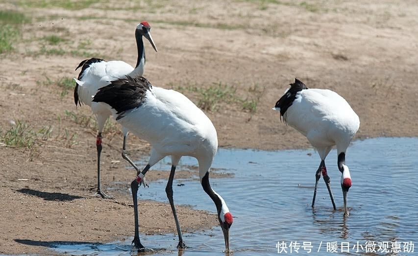 究竟|毒药之王鹤顶红, 究竟毒性有多强? 是用什么做的?