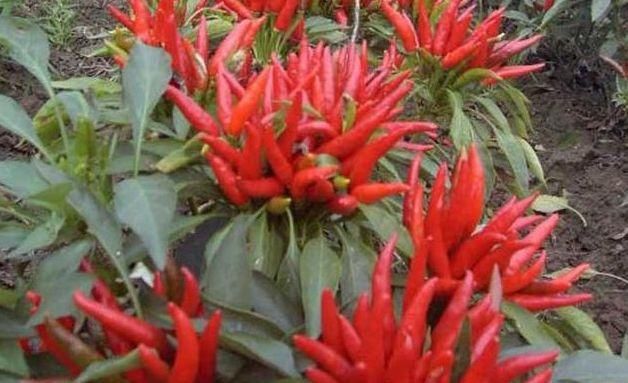  关键技术|三樱椒的种植要掌握这些关键技术，2020让你的辣椒辣翻天