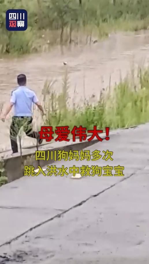  跳入|母爱伟大！狗妈妈多次跳入洪水中救狗宝宝