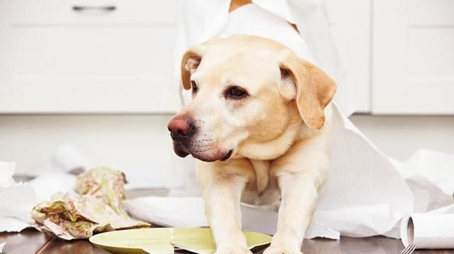  消费|把狗当成孩子养，拍写真几百到上万，被宠物玩穷，你心甘情愿吗？